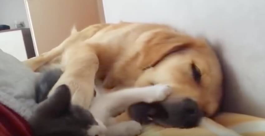 ゴールデンレトリーバー,動画