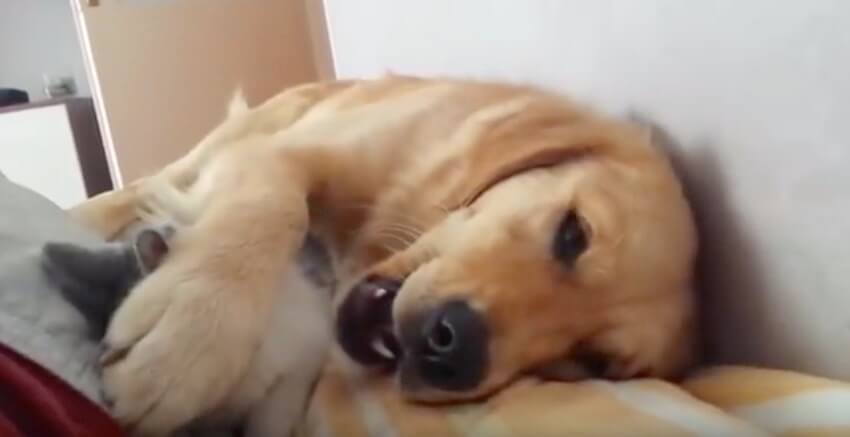 ゴールデンレトリーバー,動画