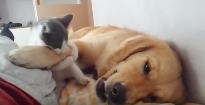 ゴールデンレトリーバー,動画