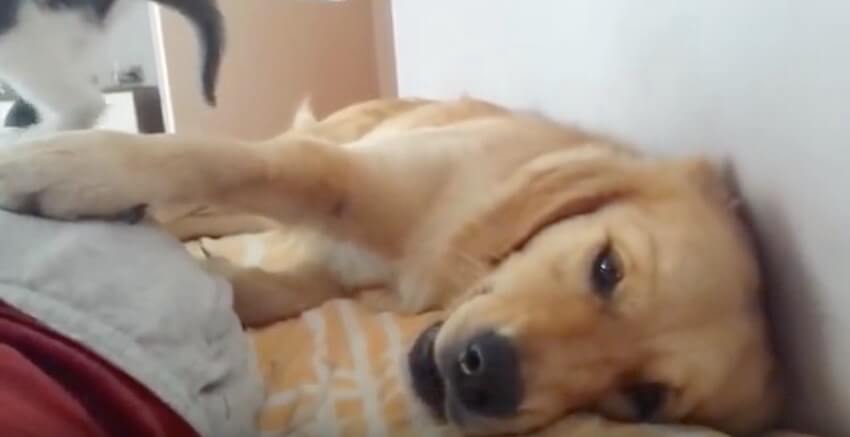 ゴールデンレトリーバー,動画