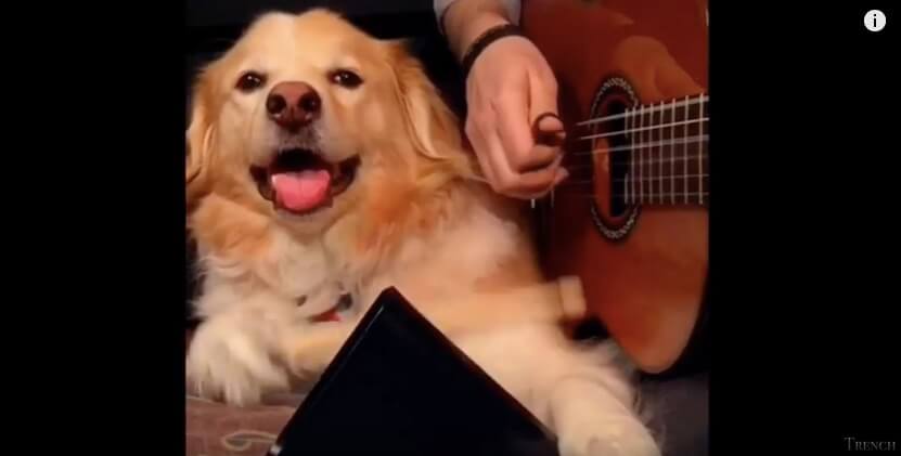 ゴールデンレトリーバー,動画