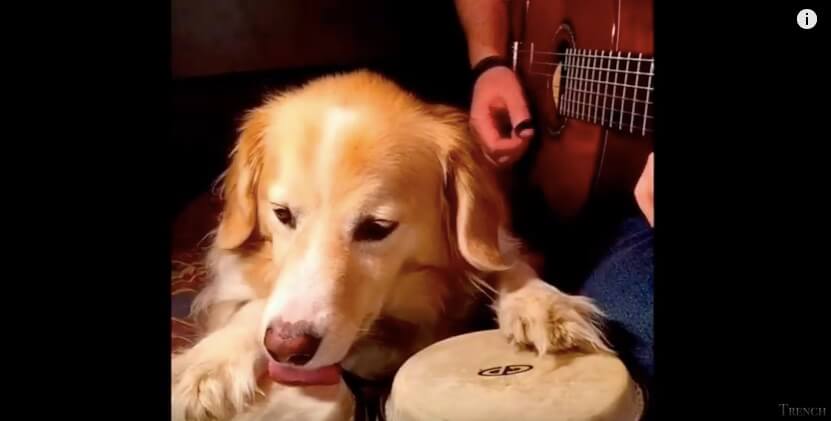 ゴールデンレトリーバー,動画