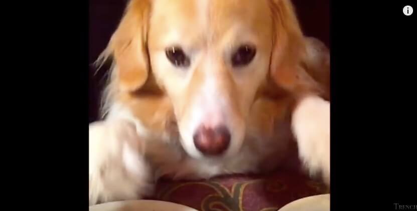 ゴールデンレトリーバー,動画