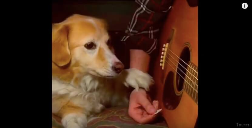 ゴールデンレトリーバー,動画