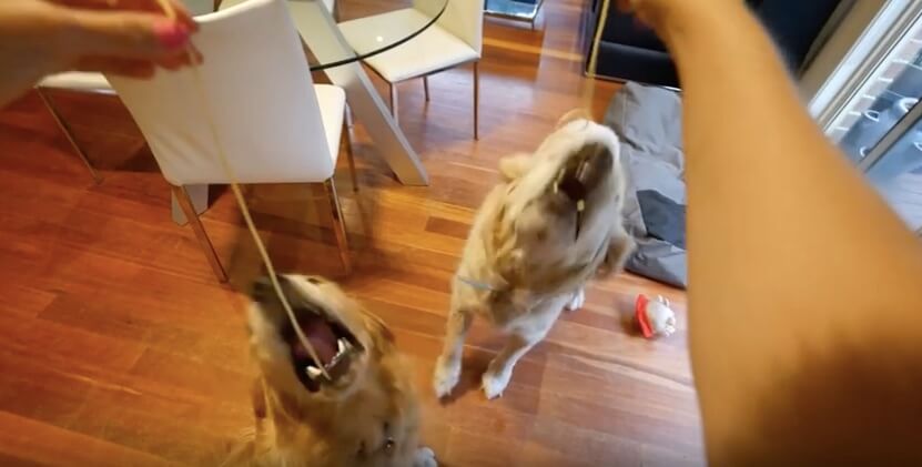 ゴールデンレトリーバー,動画