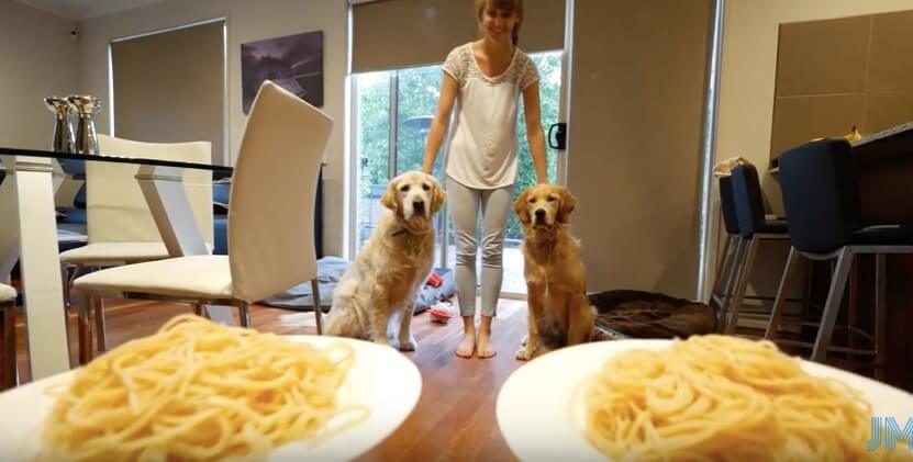 ゴールデンレトリーバー,動画