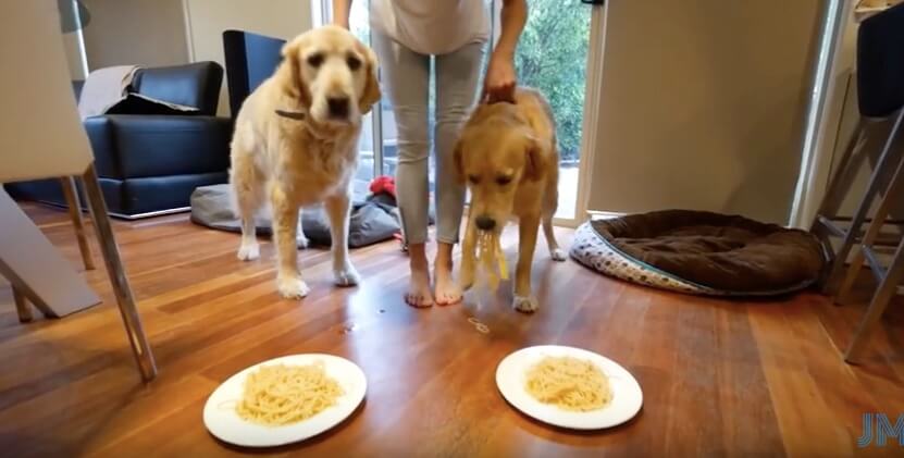 ゴールデンレトリーバー,動画