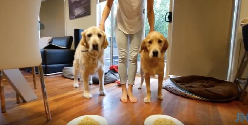 ゴールデンレトリーバー,動画