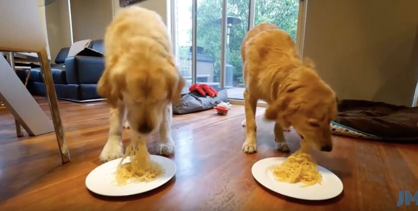 ゴールデンレトリーバー,動画