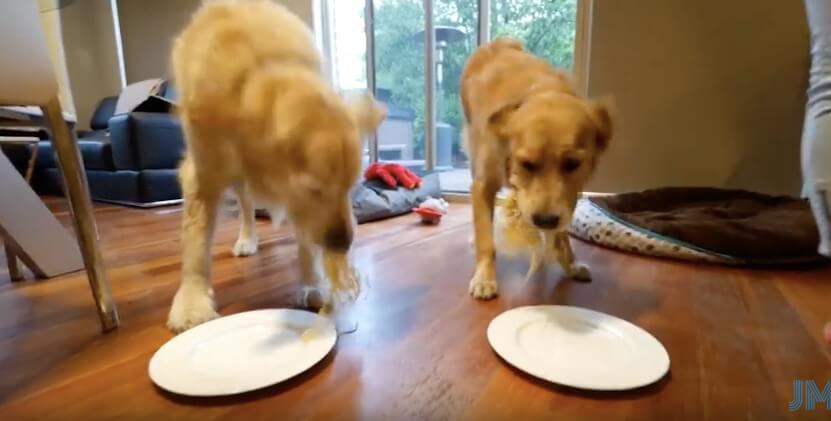 ゴールデンレトリーバー,動画