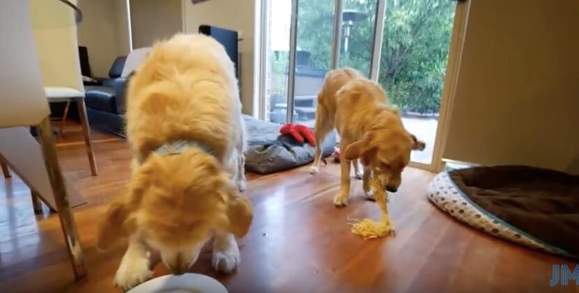 ゴールデンレトリーバー,動画