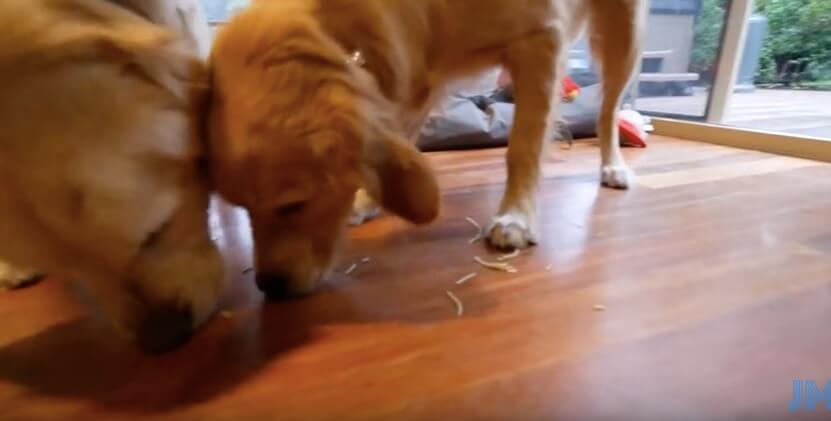 ゴールデンレトリーバー,動画