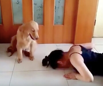 ゴールデンレトリーバー,動画