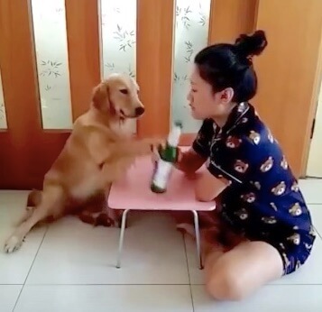 ゴールデンレトリーバー,動画