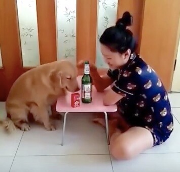 ゴールデンレトリーバー,動画