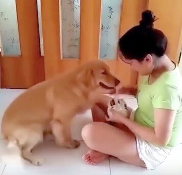 ゴールデンレトリーバー,動画