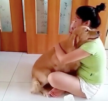 ゴールデンレトリーバー,動画