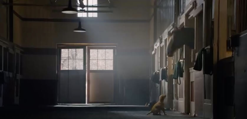 ラブラドールレトリーバー,動画