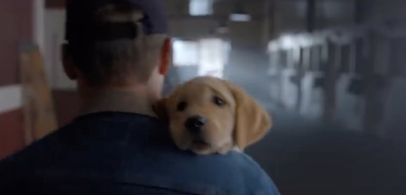 ラブラドールレトリーバー,動画