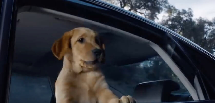 ラブラドールレトリーバー,動画