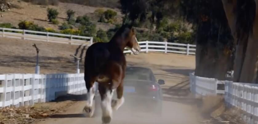 ラブラドールレトリーバー,動画