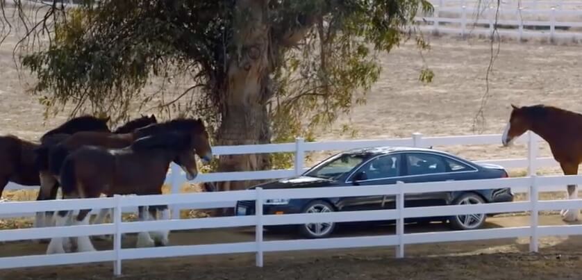 ラブラドールレトリーバー,動画