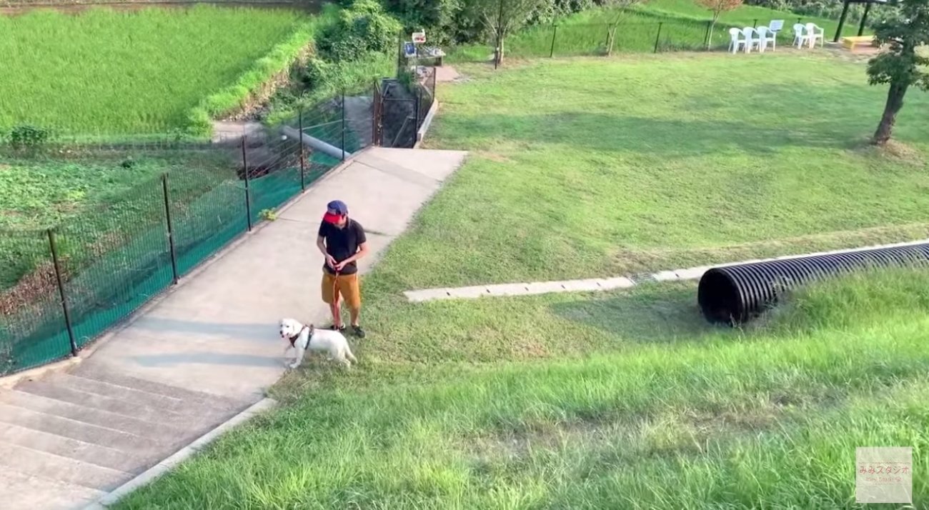 ラブラドールレトリーバー,動画