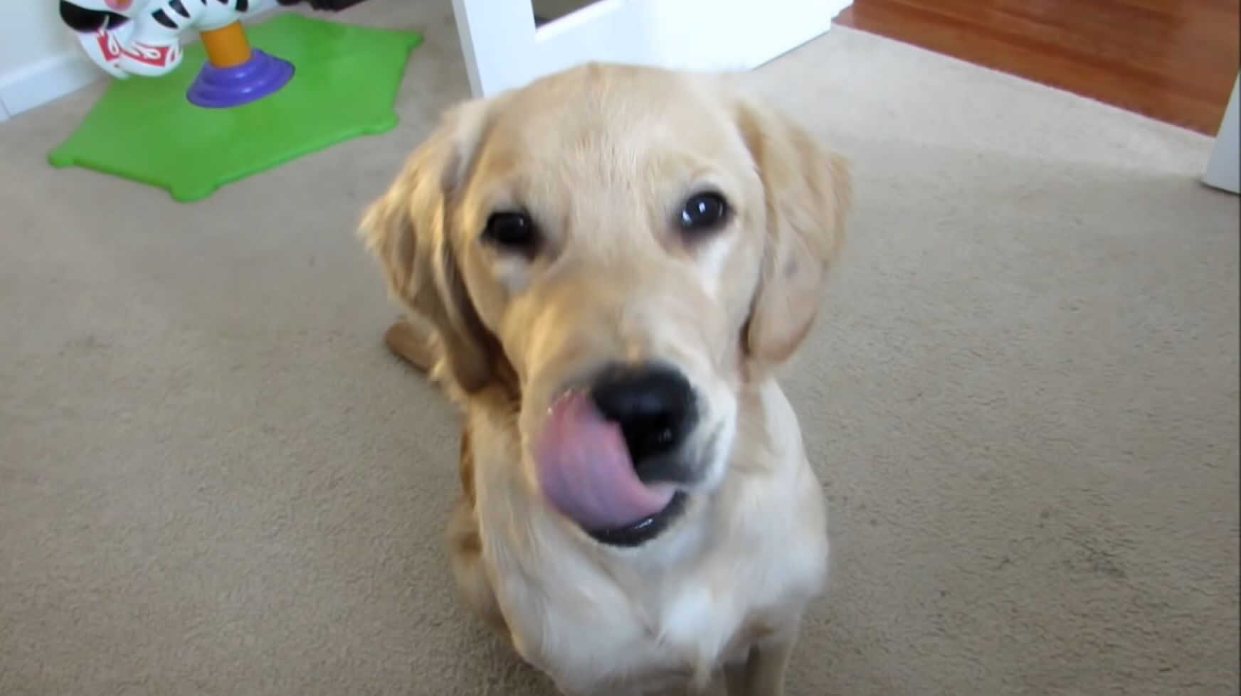 ラブラドールレトリーバー,動画