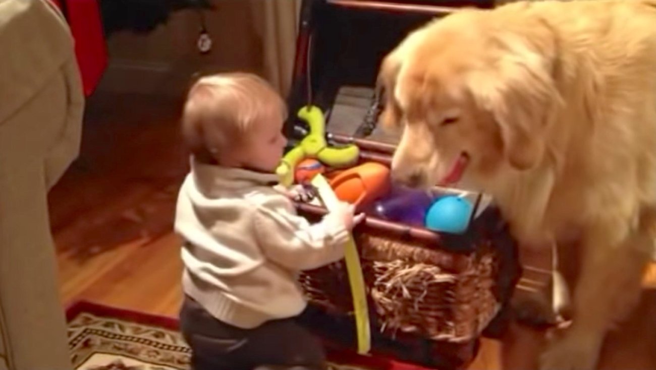 ゴールデンレトリーバー,動画