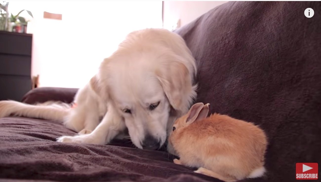 ゴールデンレトリーバー,動画