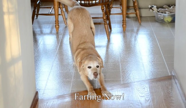 ラブラドールレトリーバー,動画