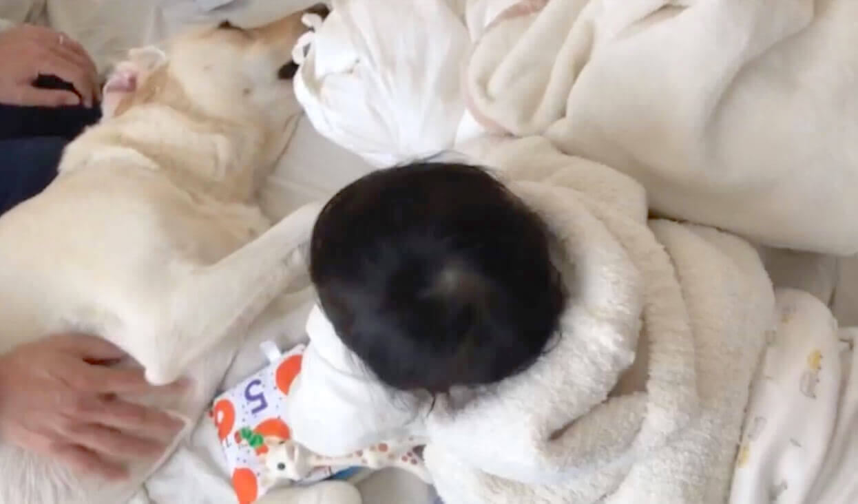 ラブラドールレトリーバー,動画