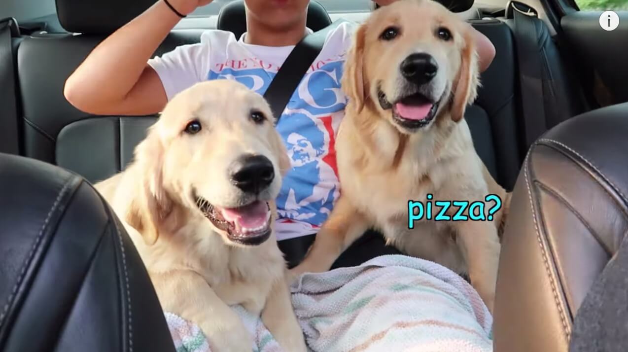 ゴールデンレトリーバー,動画