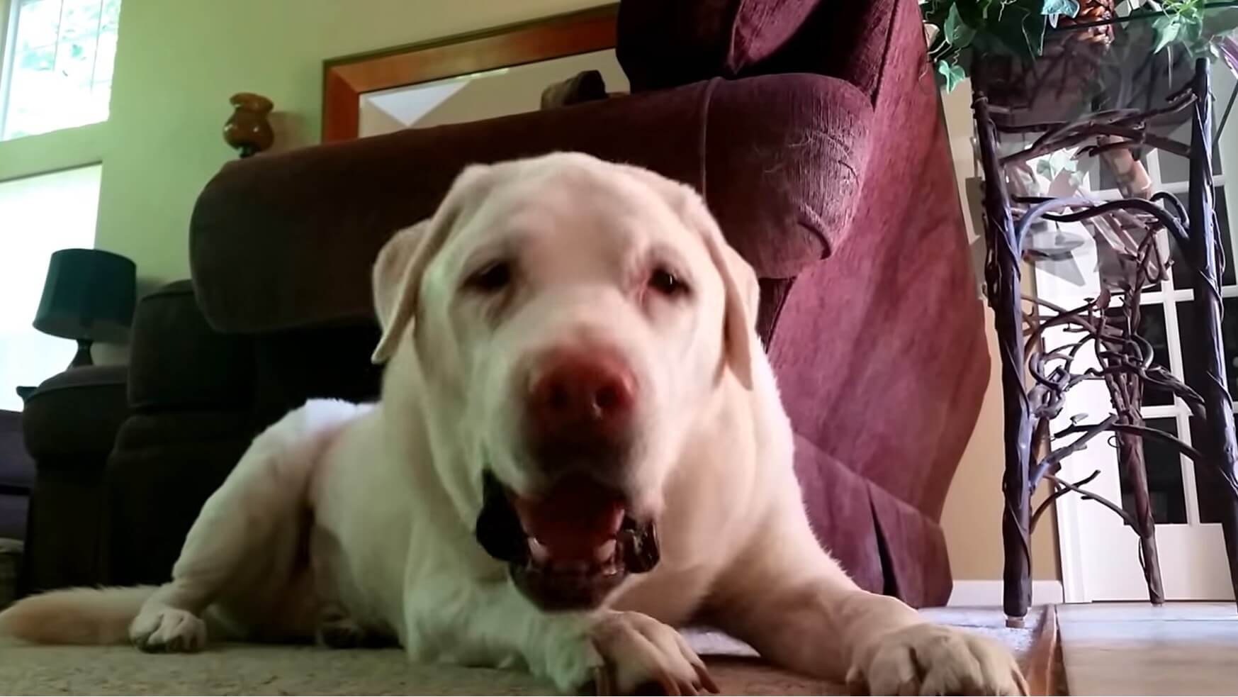 ラブラドールレトリーバー,動画