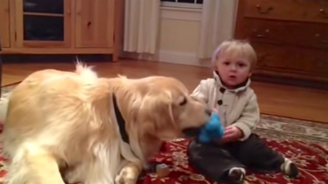 ゴールデンレトリーバー,動画