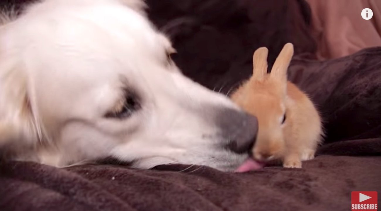 ゴールデンレトリーバー,動画