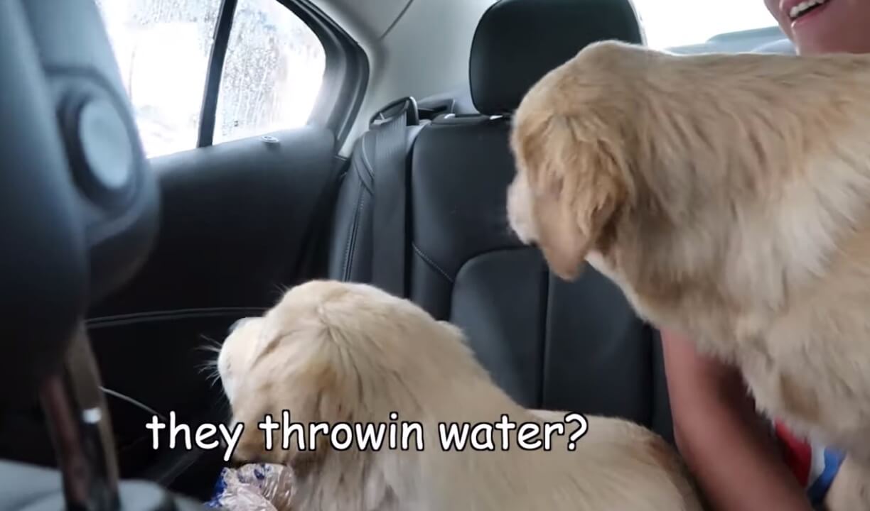 ゴールデンレトリーバー,動画