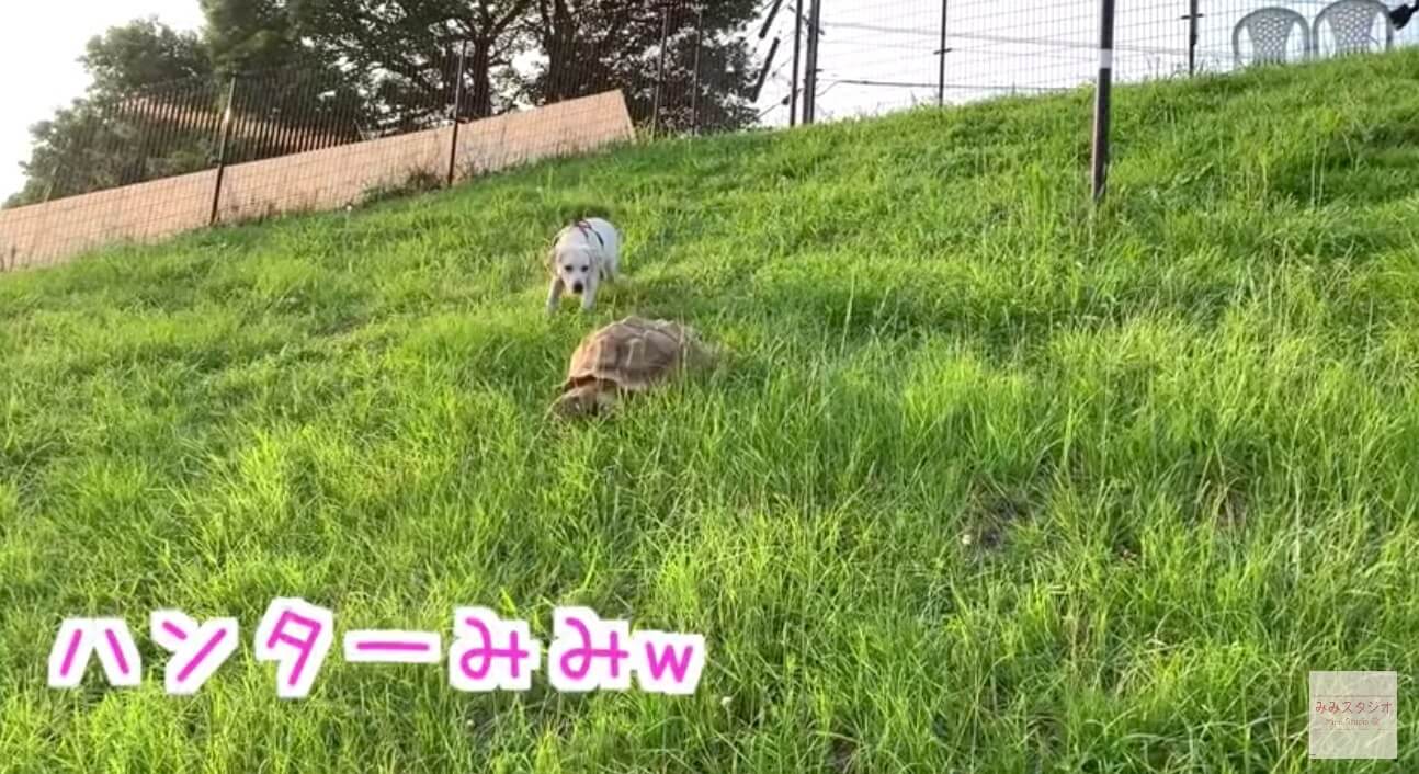 ラブラドールレトリーバー,動画