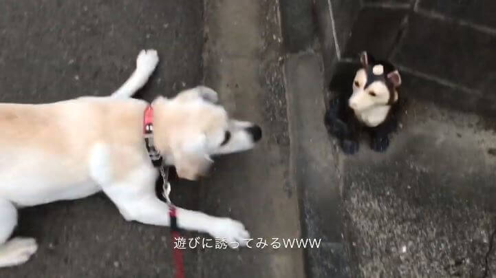 ラブラドールレトリーバー,動画