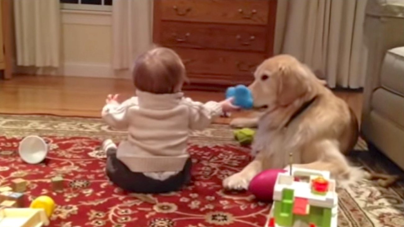 ゴールデンレトリーバー,動画