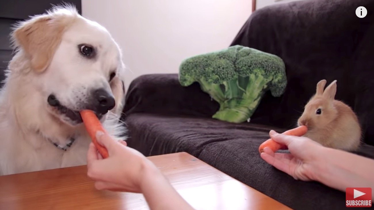 ゴールデンレトリーバー,動画