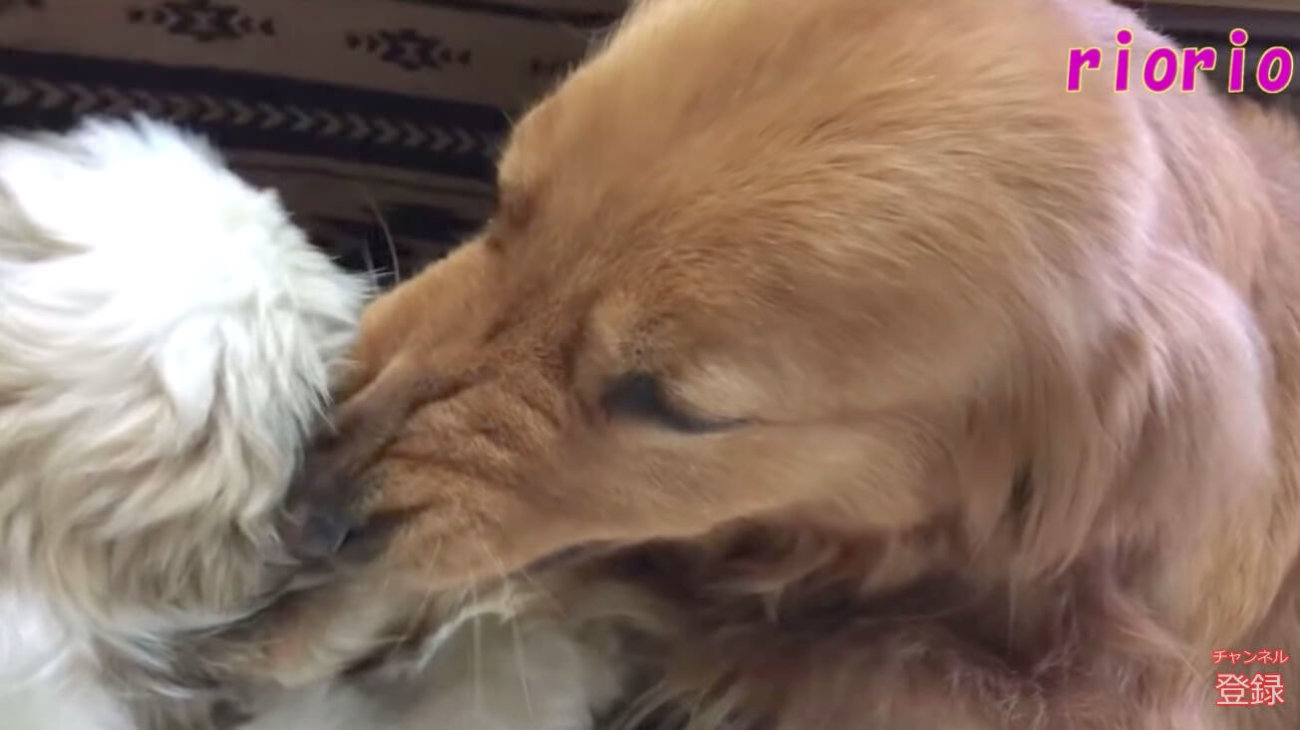 ゴールデンレトリーバー,動画