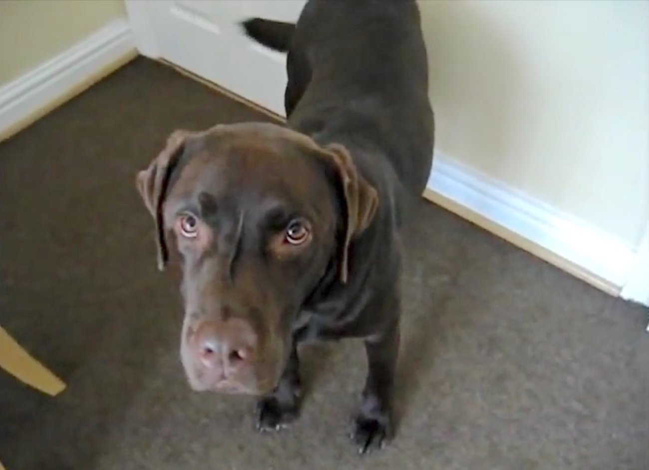 ラブラドールレトリーバー,動画