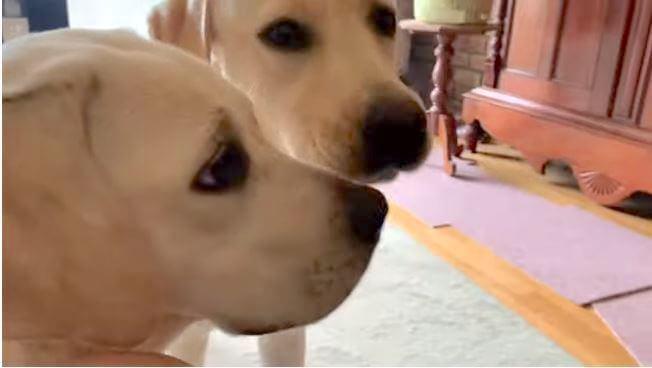 ラブラドールレトリーバー,動画