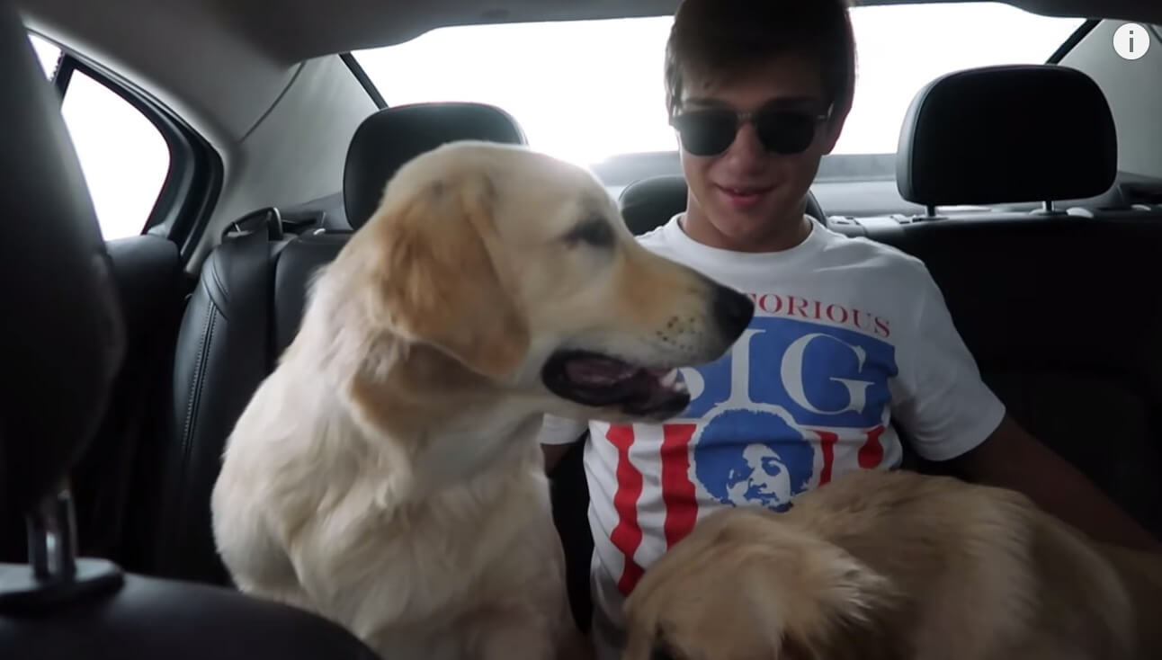 ゴールデンレトリーバー,動画