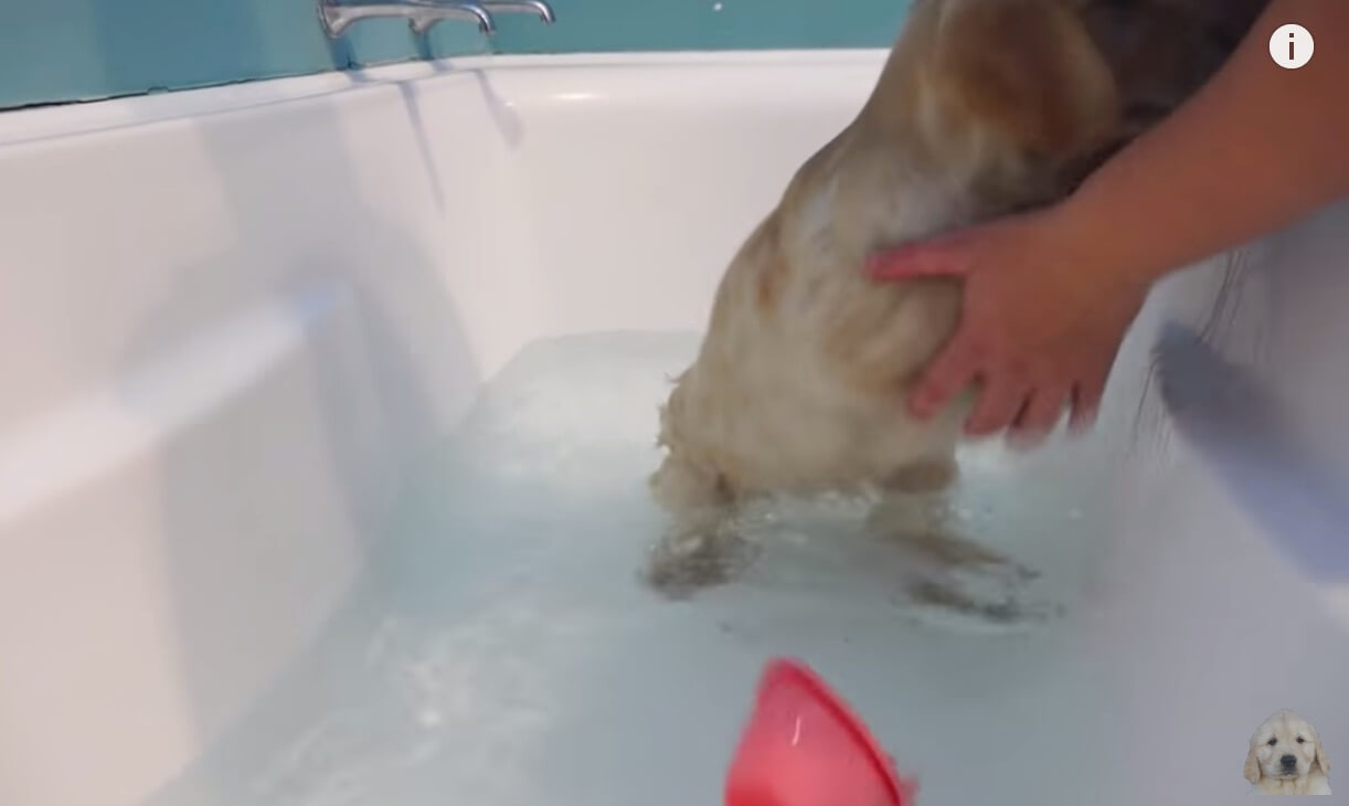 ゴールデンレトリーバー,動画