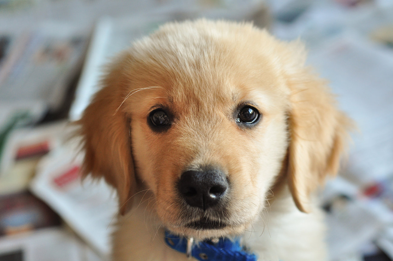 レトリーバー,排泄