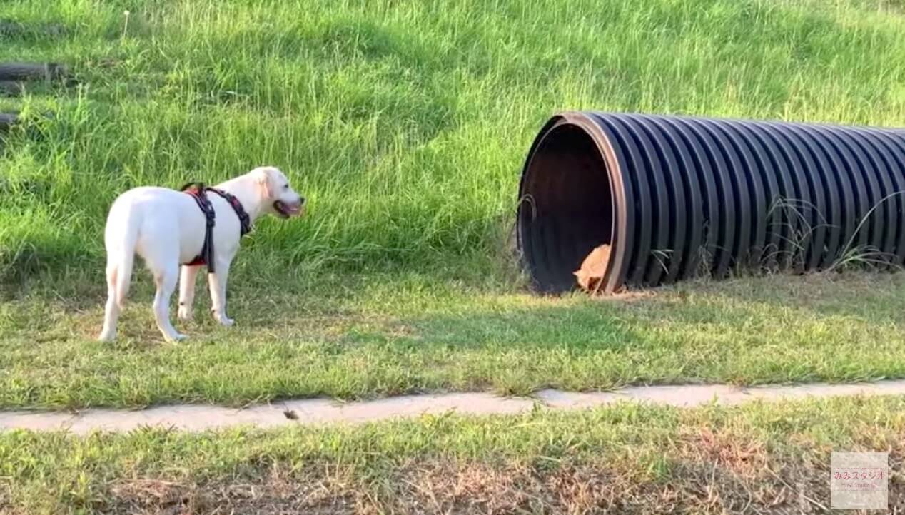 ラブラドールレトリーバー,動画