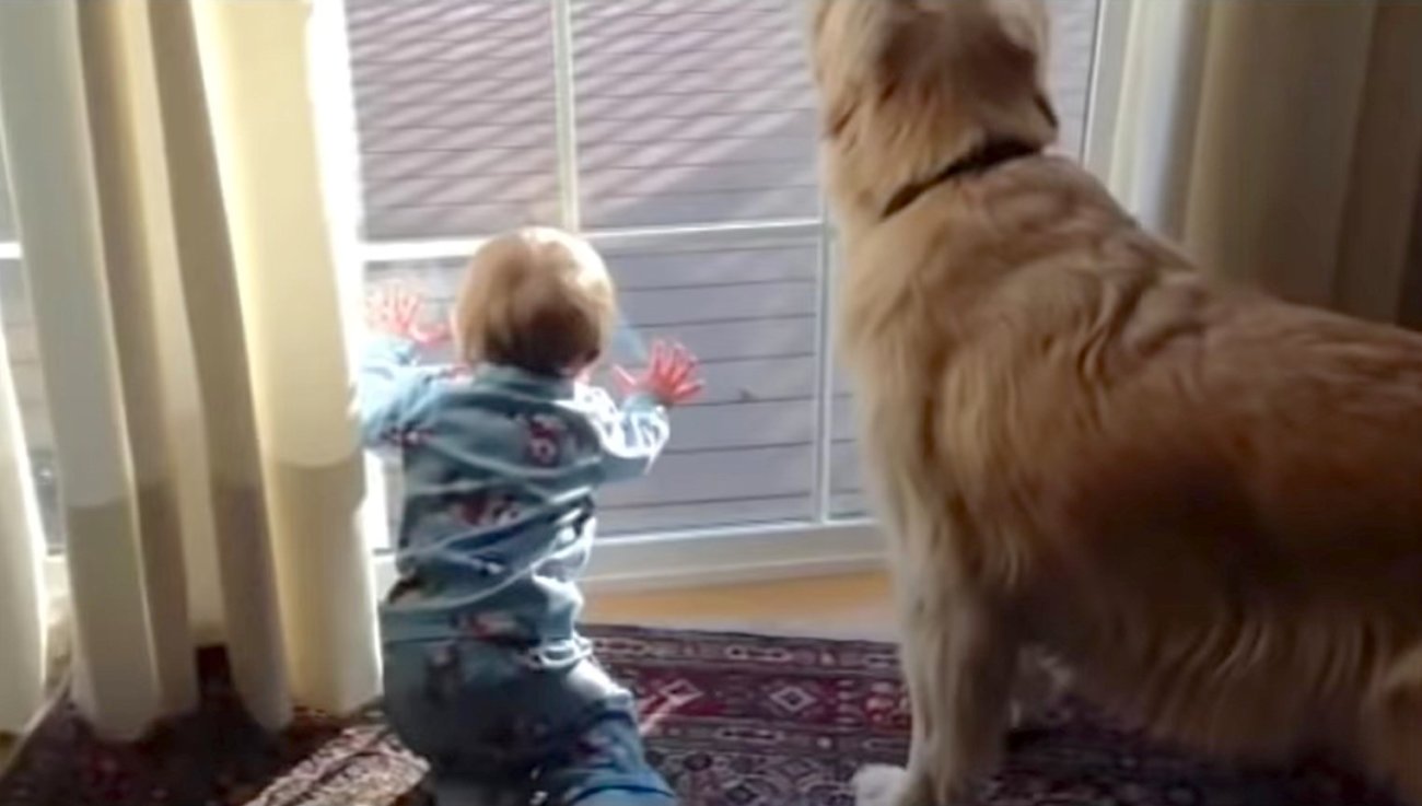 ゴールデンレトリーバー,動画