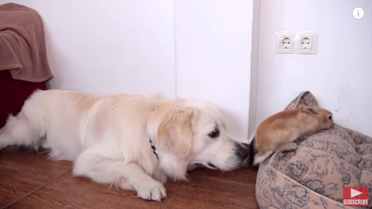 ゴールデンレトリーバー,動画